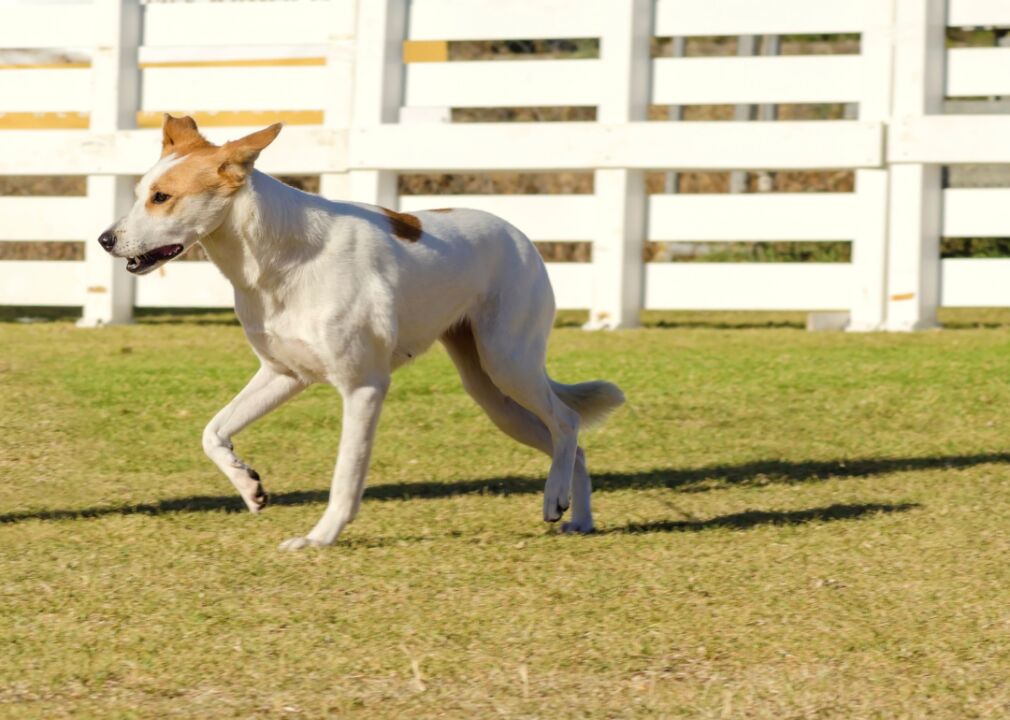 #22. Canaan dog